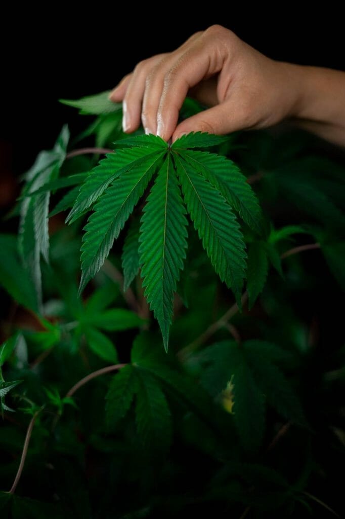 Best dispensaries in Canada - BC Weed Edible Canada